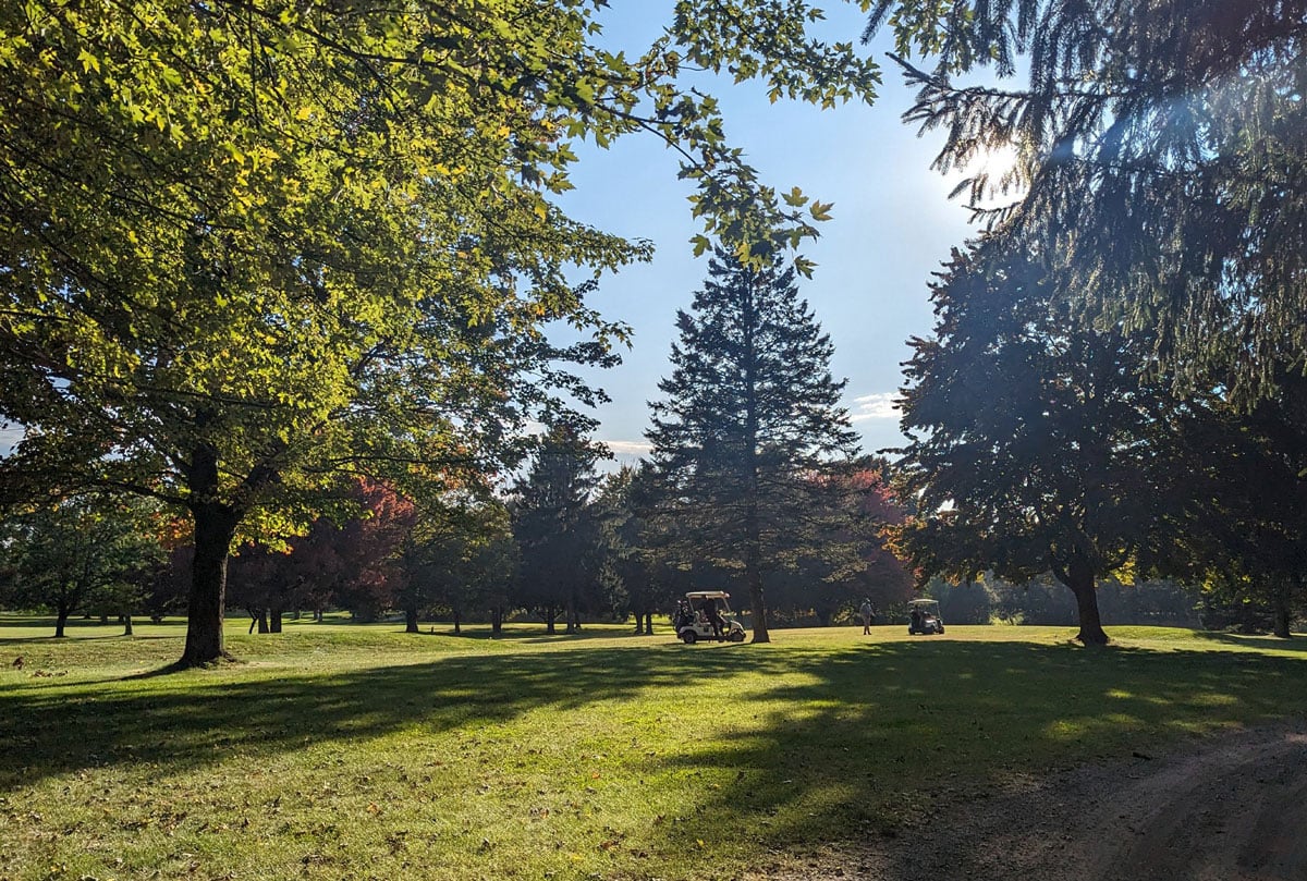 A peaceful park scene with green grass and trees. A sunny day in a park with lush vegetation.